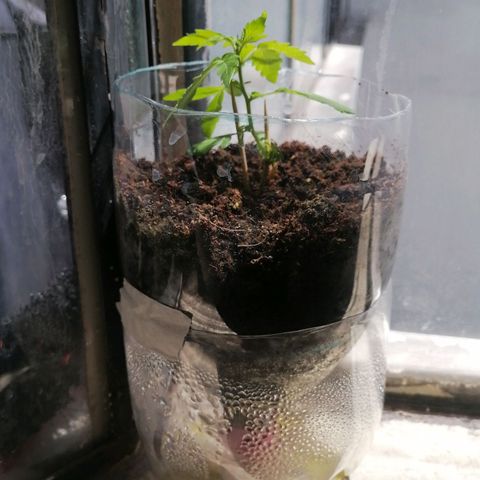 Chalupas "GuayllaKañamu" CBD 1 - Cannabonsai growlog photo: Proceso a estado vegetativo.