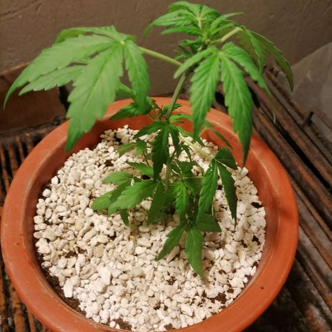 Chalupas "GuayllaKañamu" CBD 1 - Cannabonsai growlog photo: Inicio estado vegetativo.
Transplantado a otra maceta.
Poso de cafe en la base y sobre la perlita.