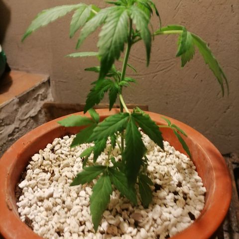 Chalupas "GuayllaKañamu" CBD 1 - Cannabonsai growlog photo: Inicio estado vegetativo.
Transplantado a otra maceta.
Poso de cafe en la base y sobre la perlita.