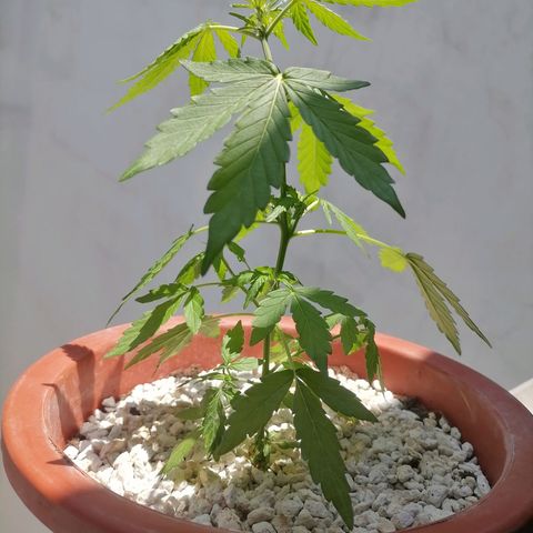 Chalupas "GuayllaKañamu" CBD 1 - Cannabonsai growlog timeline photo