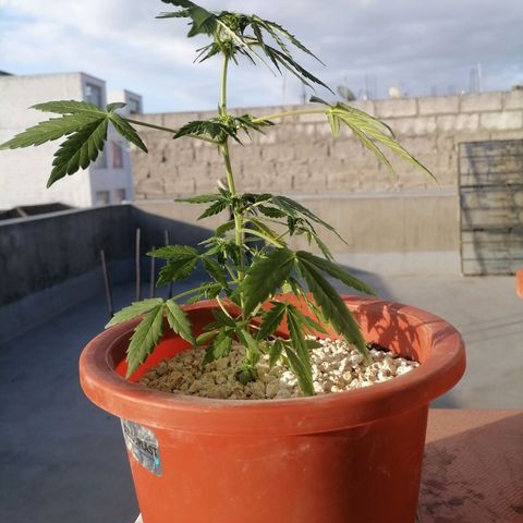 Chalupas "GuayllaKañamu" CBD 1 - Cannabonsai growlog photo: Entrenamiento para Cannabonsai.
Uso hilo de yute orgánico.