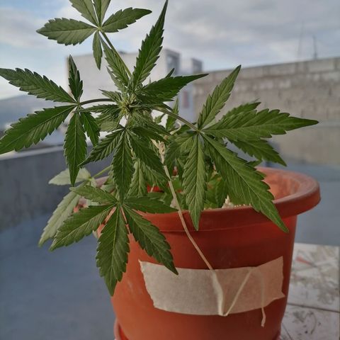 Chalupas "GuayllaKañamu" CBD 1 - Cannabonsai growlog photo: Entrenamiento para Cannabonsai.
Uso hilo de yute orgánico.