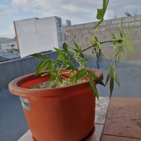 Chalupas "GuayllaKañamu" CBD 1 - Cannabonsai growlog photo: Entrenamiento para Cannabonsai.
Uso hilo de yute orgánico.