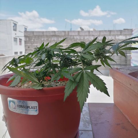 Chalupas "GuayllaKañamu" CBD 1 - Cannabonsai growlog photo: Poda de ramas colgadas.
Acción de esquejes.