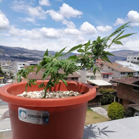 Chalupas "GuayllaKañamu" CBD 1 - Cannabonsai growlog photo: Poda de ramas colgadas.
Acción de esquejes.