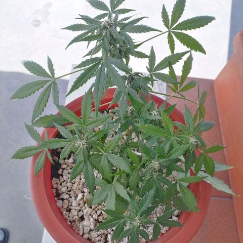 Chalupas "GuayllaKañamu" CBD 1 - Cannabonsai growlog photo: Poda de ramas colgadas.
Acción de esquejes.
