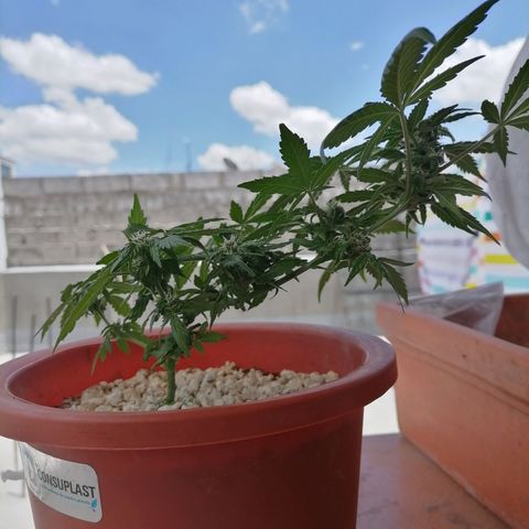 Chalupas "GuayllaKañamu" CBD 1 - Cannabonsai growlog photo: Poda de ramas colgadas.
Acción de esquejes.