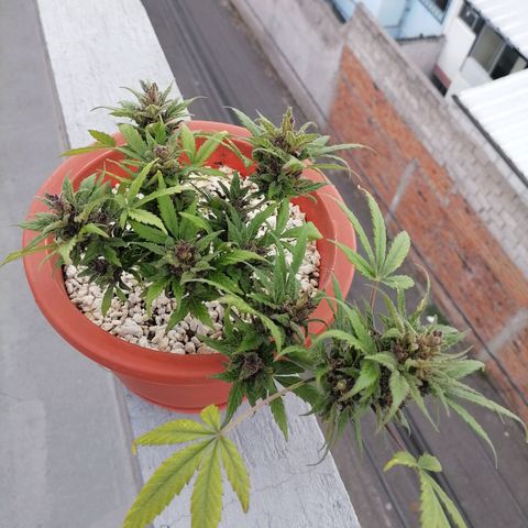Chalupas "GuayllaKañamu" CBD 1 - Cannabonsai growlog photo: Poda de ramas superiores