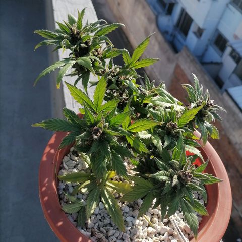 Chalupas "GuayllaKañamu" CBD 1 - Cannabonsai growlog photo: Poda de ramas superiores