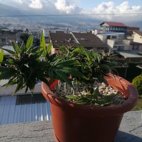Chalupas "GuayllaKañamu" CBD 1 - Cannabonsai growlog photo: Poda de ramas superiores