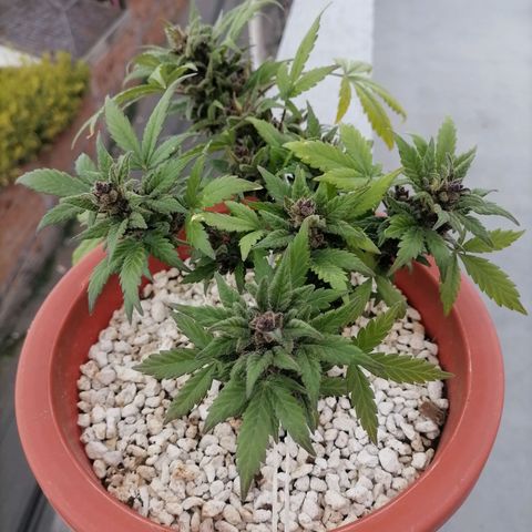 Chalupas "GuayllaKañamu" CBD 1 - Cannabonsai growlog photo: Poda de ramas superiores