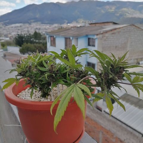 Chalupas "GuayllaKañamu" CBD 1 - Cannabonsai growlog photo: Poda de ramas superiores