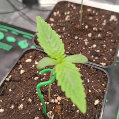 Black Domina A. growlog timeline photo