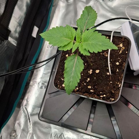 Northern Lights Freya growlog timeline photo