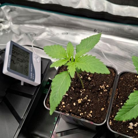 Black Domina A. growlog timeline photo