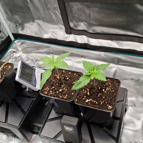 Black Domina P. growlog timeline photo