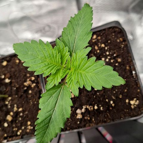 Black Domina P. growlog timeline photo