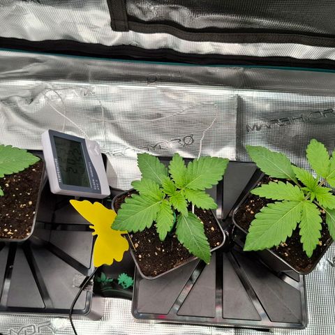Black Domina P. growlog timeline photo