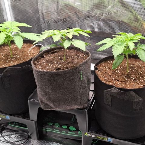 Black Domina P. growlog photo: Umgetopft,Licht 40% Abstand 43 cm 450-500 PPFD