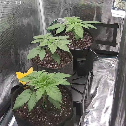 Black Domina P. growlog timeline photo