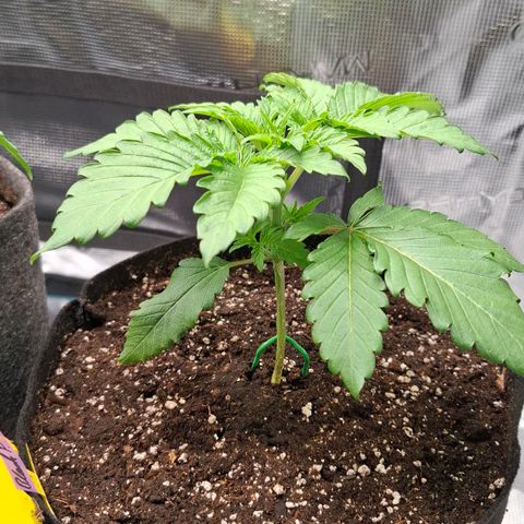 Black Domina P. growlog timeline photo