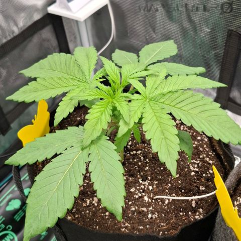 Black Domina A. growlog timeline photo