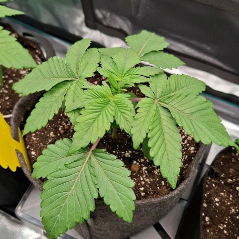 Northern Lights Freya growlog timeline photo