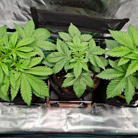 Black Domina P. growlog timeline photo