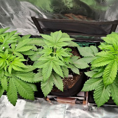 Black Domina P. growlog timeline photo
