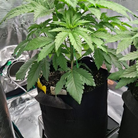 Black Domina P. growlog timeline photo