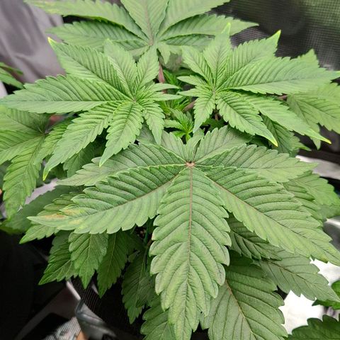 Northern Lights Freya growlog timeline photo