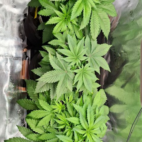Black Domina P. growlog timeline photo