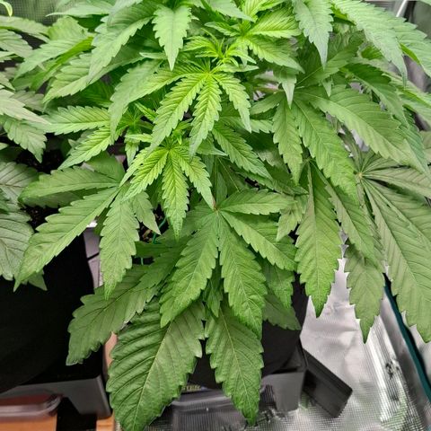 Black Domina A. growlog timeline photo
