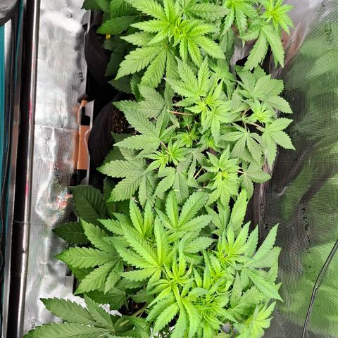 Black Domina P. growlog photo: Einige Sonnsegel entfernt 
