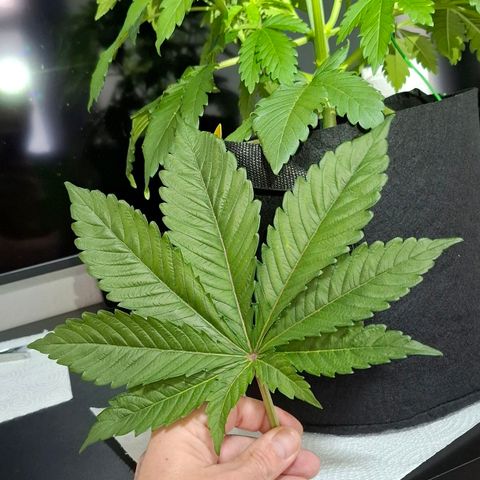 Black Domina P. growlog photo: Einige Sonnsegel entfernt 
