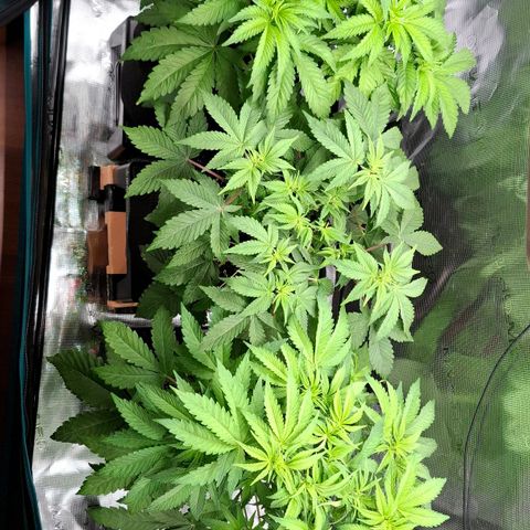 Black Domina P. growlog timeline photo