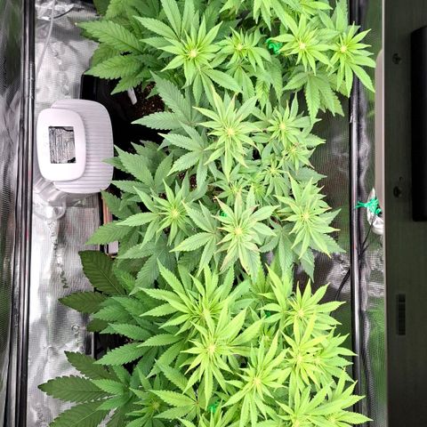 Black Domina P. growlog timeline photo
