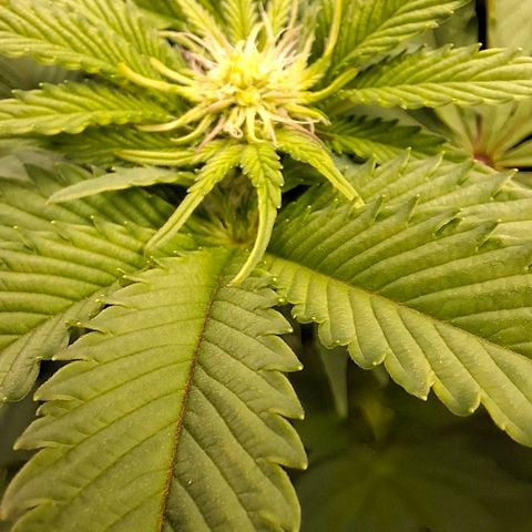 Black Domina P. growlog timeline photo