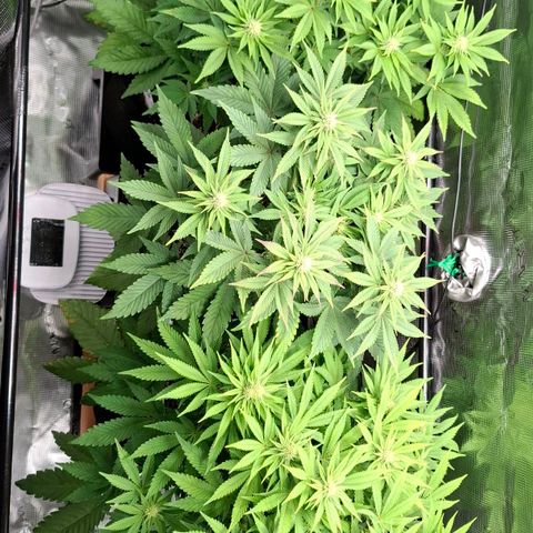 Black Domina P. growlog timeline photo