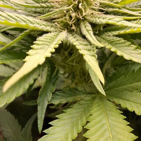 Black Domina A. growlog timeline photo