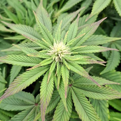 Northern Lights Freya growlog timeline photo