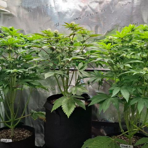 Black Domina P. growlog timeline photo