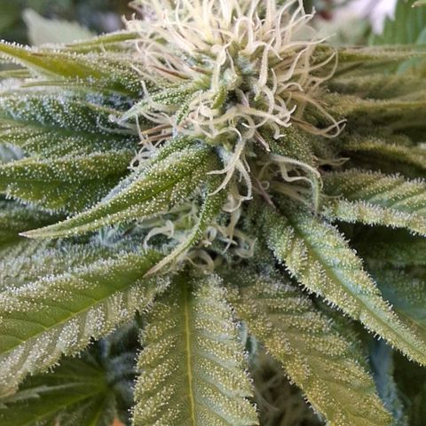 Black Domina P. growlog timeline photo