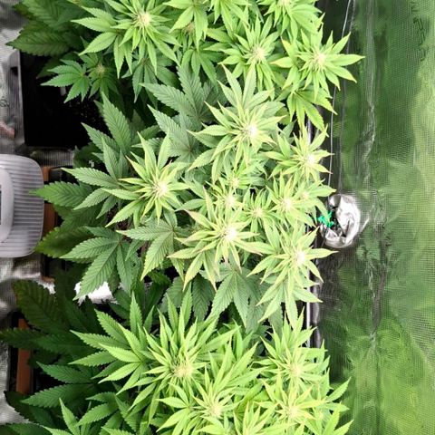 Black Domina P. growlog timeline photo