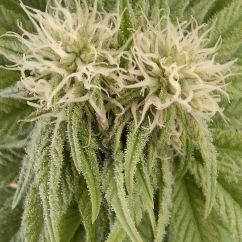 Black Domina P. growlog timeline photo
