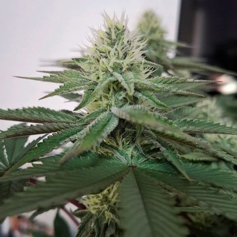 Black Domina P. growlog timeline photo