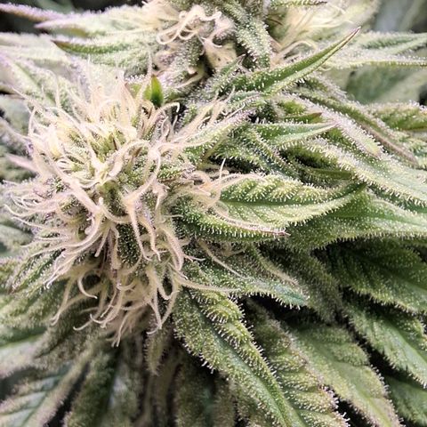 Black Domina P. growlog timeline photo