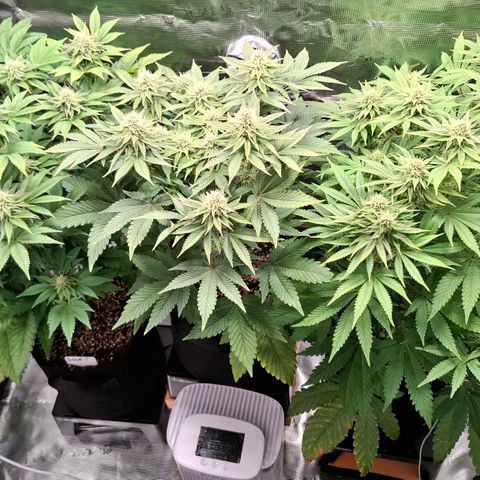 Black Domina P. growlog timeline photo