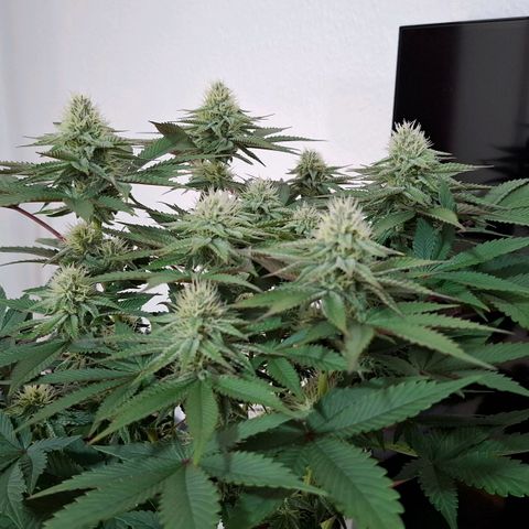 Northern Lights Freya growlog timeline photo