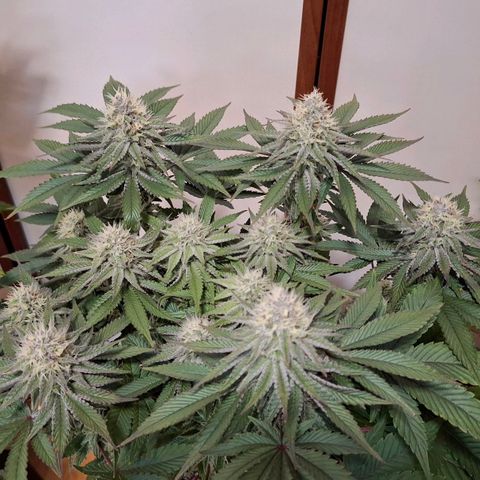 Northern Lights Freya growlog timeline photo